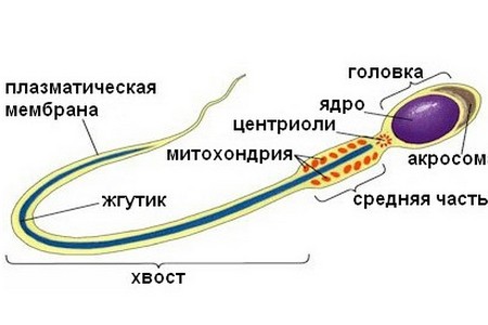 Могут ли сперматозоиды выжить после стирки