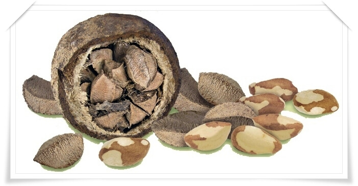 brazilnut