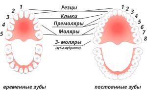 Зубная формула человека схема word