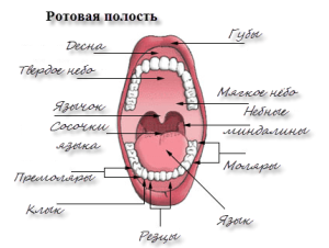 Строение полости рта человека фото