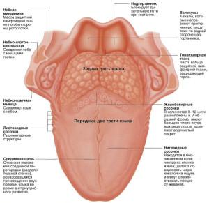 Воспалились и увеличились сосочки на кончике или корне языка причины гипертрофии и способы лечения