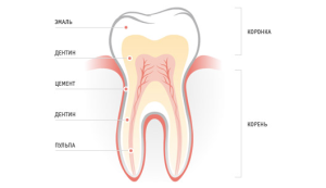 Понятие, функции и строение цемента специфической костной ткани человеческого зуба